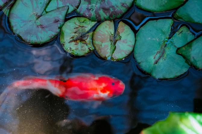 Koi Pond