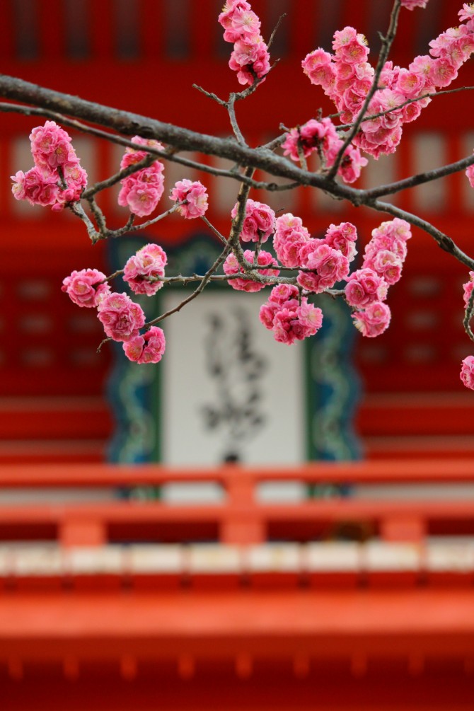 Flower Budding