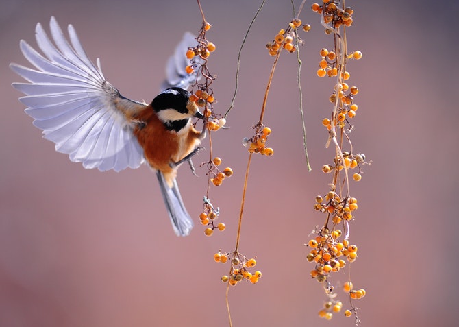 Bird