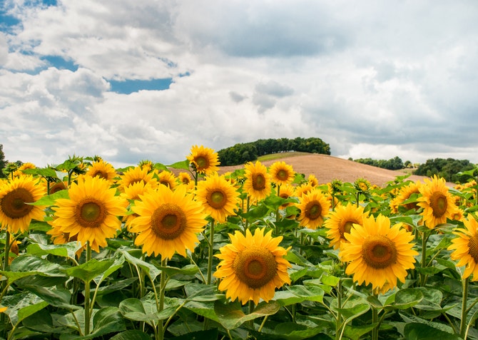 Sunflower