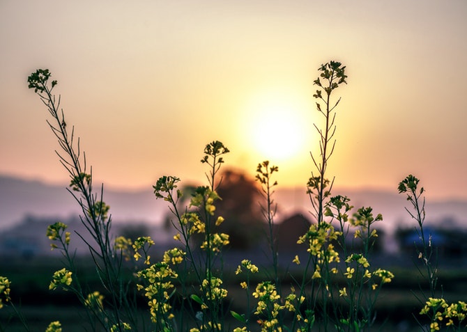 Flowers