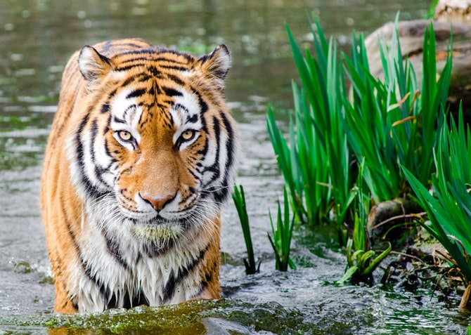 Tiger