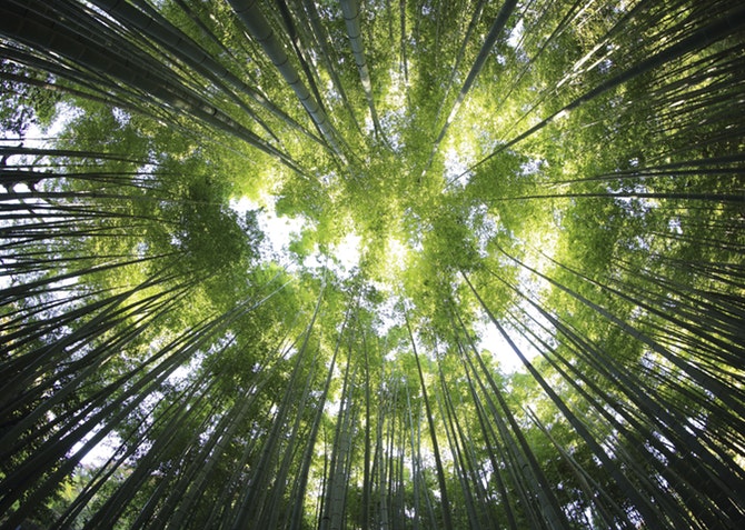 Bamboo