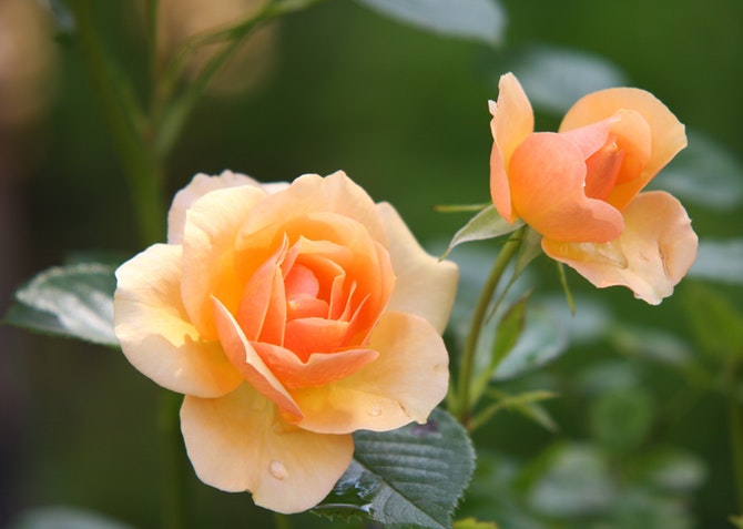 Flower Images