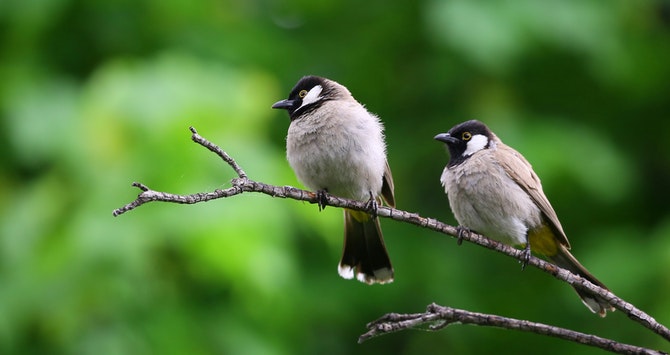 Header Image of Birds