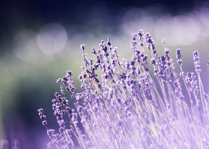 Lavender