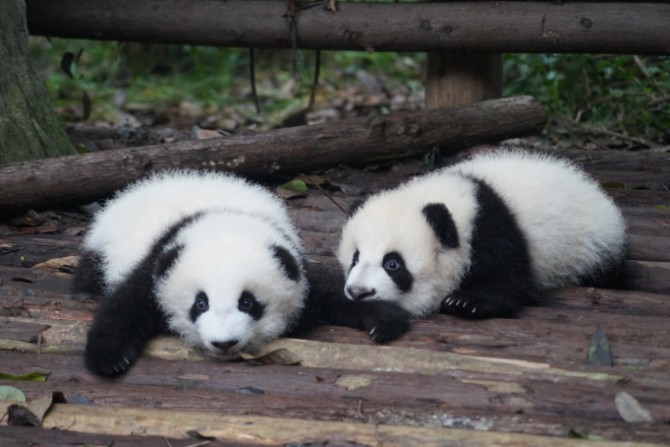 Loving Pandas