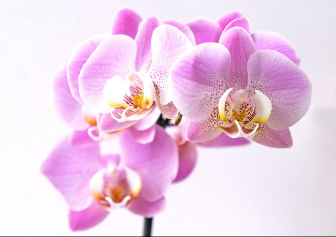 Orchid