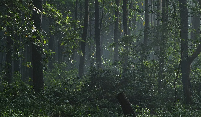 Hypnosis As a Forest Metaphor