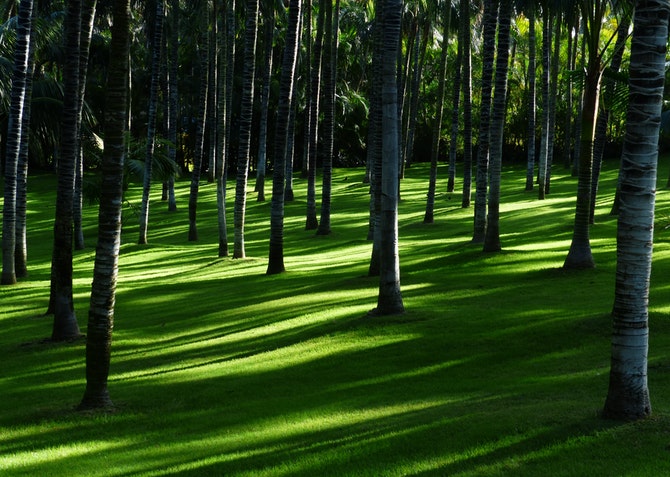 Forest