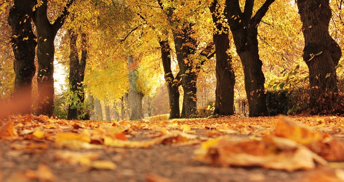 Manifestations Header