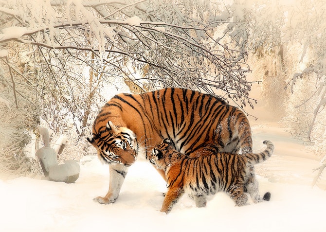 Tiger Healing