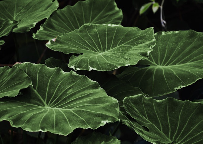 Leaves