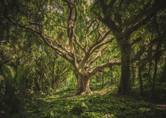 Growing Your Reiki