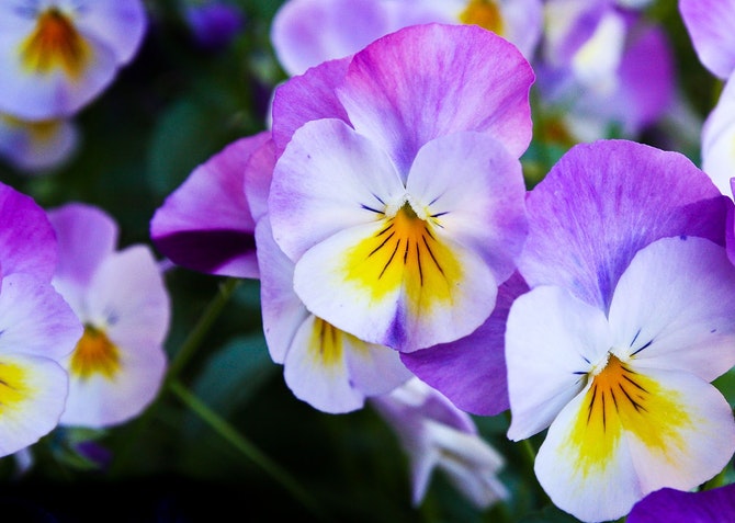 Pansy