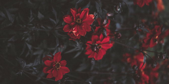 Red Flowers