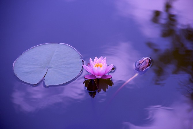 Lotus Blossom