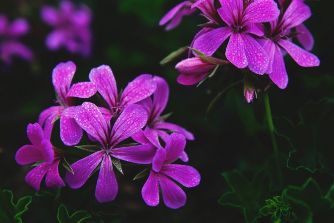 Geranium Oil 