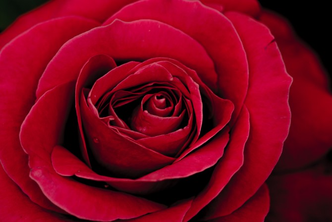 Rose Oil