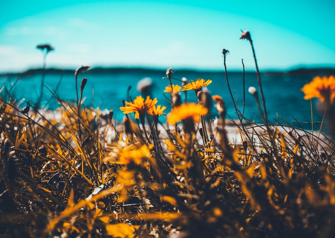 Sunflower