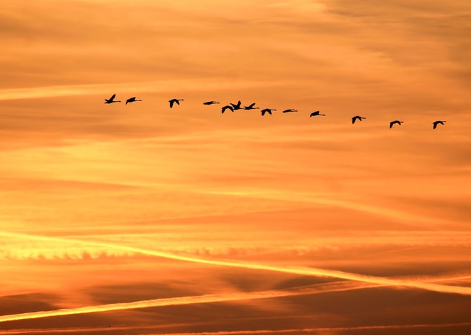 Birds
