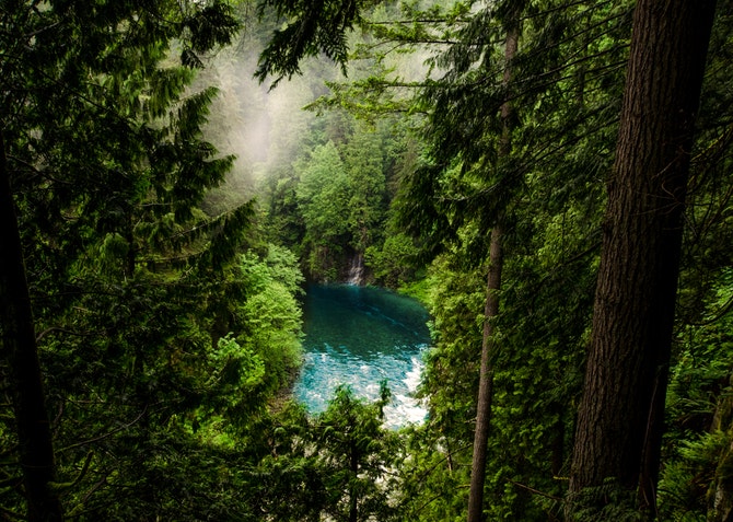 Forest