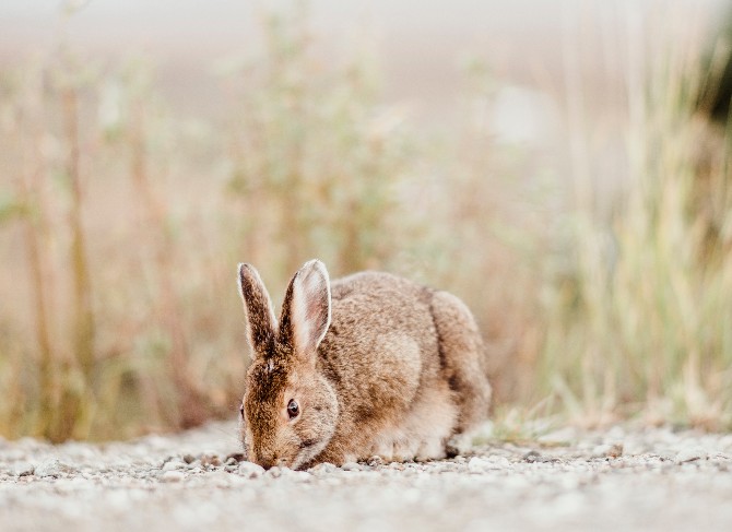 Rabbit Pose