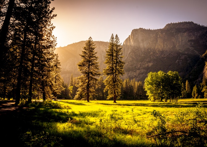Forest