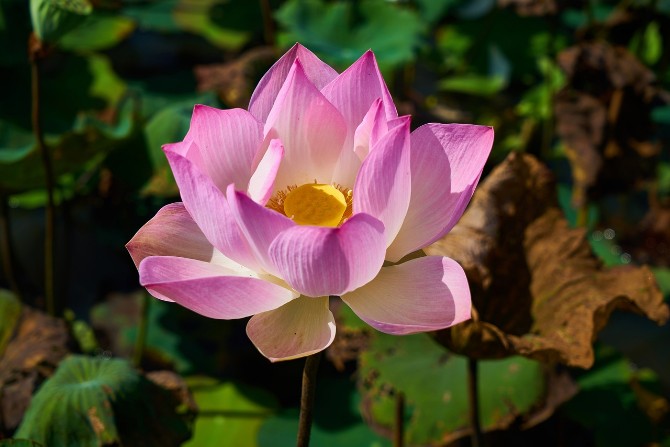 Lotus Blossom