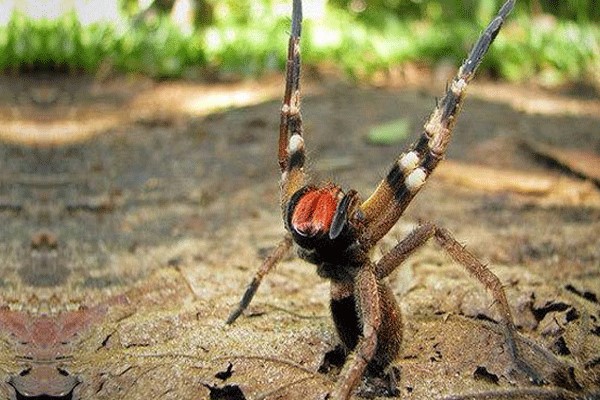 erección de araña de plátano en