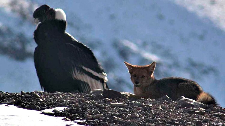 En La Cima Del Aconcagua La Imagen De Un Condor Y Un Zorro Descansando Se Hizo Viral