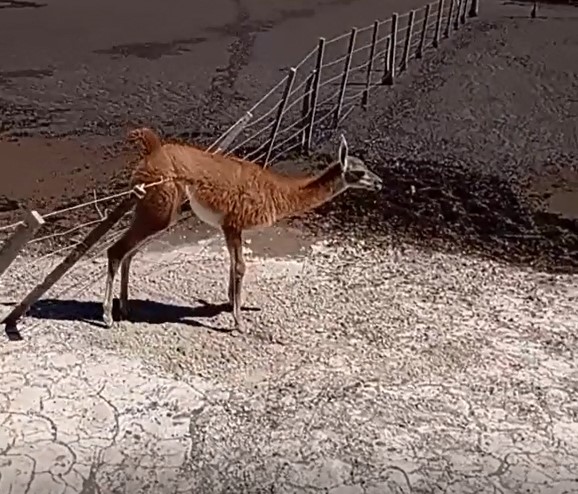 Namú en noviembre, enganchada en un alambrado.