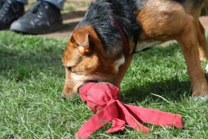 Juniper with her kill