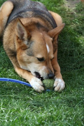 Deploying the canines