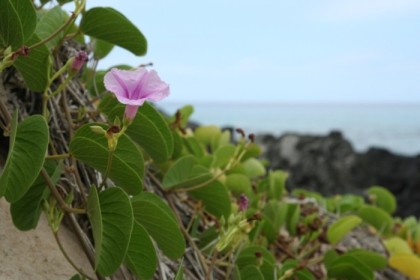 Flowering vines