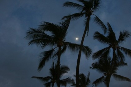 Palm trees and the moon