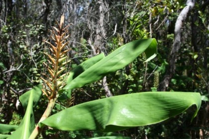 Wild ginger, desiccated