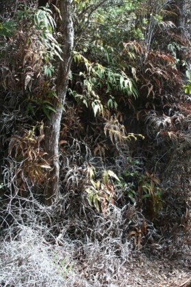 Ferns in a major drought