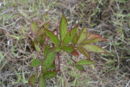 Red ringed leaves