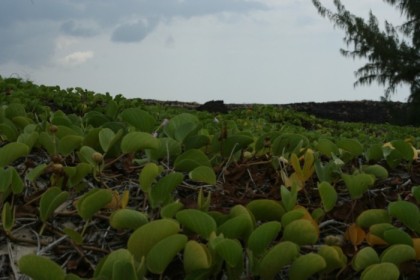 Vines headed inland