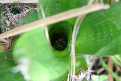 Tarantula without egg sac, hiding in a bromalia