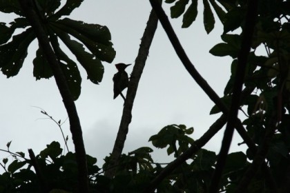 Woodpecker at work