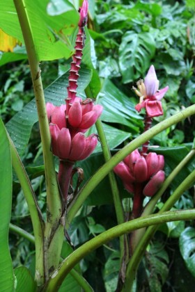 Pink bananas