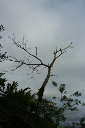 Possible toucan nesting tree