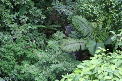 Giant leaves