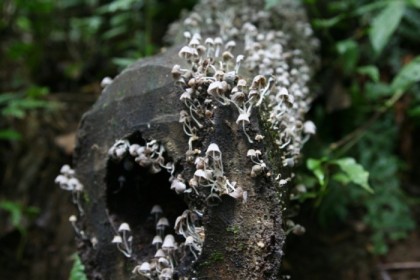 Tiny mushrooms