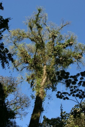 Lots of epiphytes