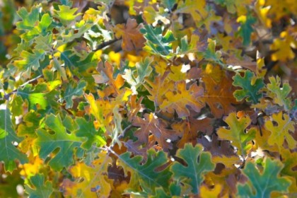 Oak leaves