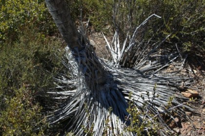 Dried out stalk