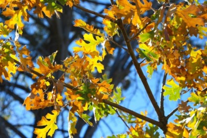 Oak leaves